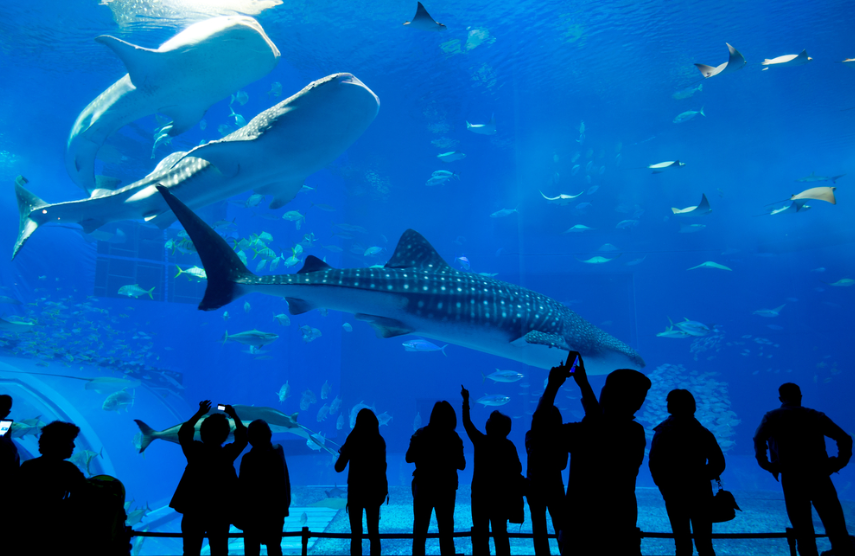 Kuwait Aquarium, Inside Scientific Center, Kuwait